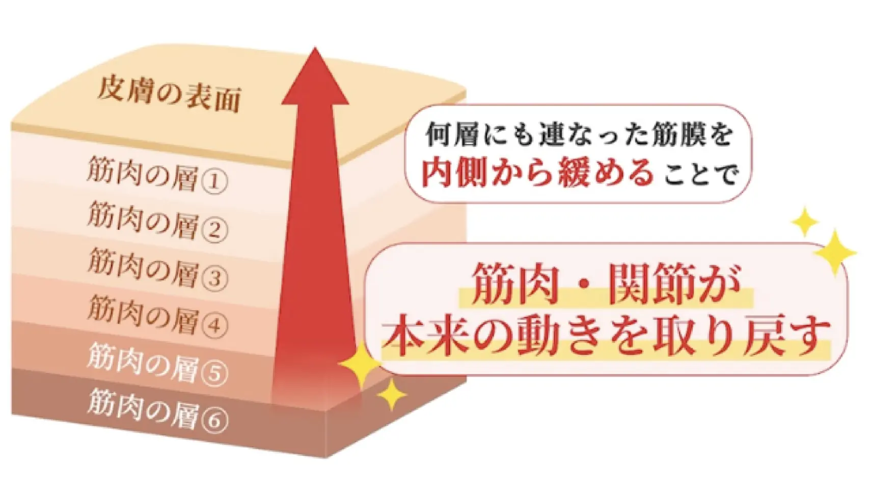 筋肉・関節が本来の動きを取り戻す